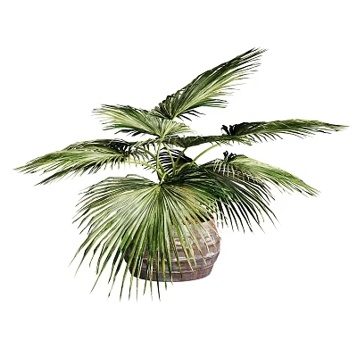 Lush Green Palm Bonsai Plant in Woven Pot with Broad Fan Shaped Leaves 3d model