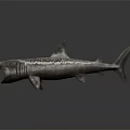 3D Shark Model With Open Mouth Sharp Teeth Spotted Pattern On Dark Reflective Background 3d model