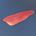 Fresh Raw Salmon Fillet With Orange Red Striped Texture For Cooking