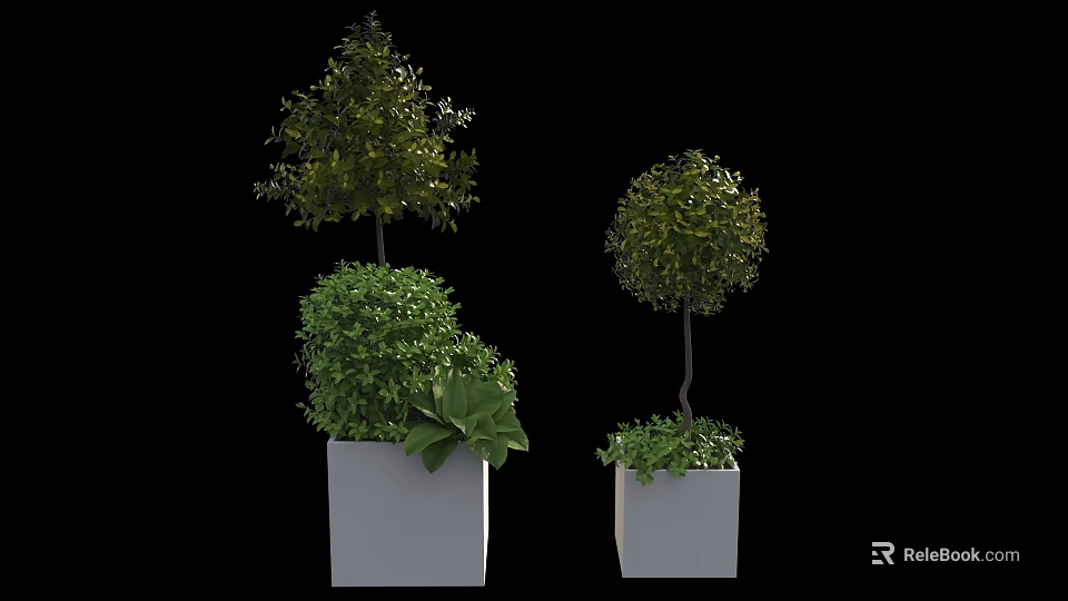 Tall And Round Bonsai Plants In White Square Planters With Lush Foliage 3d model 