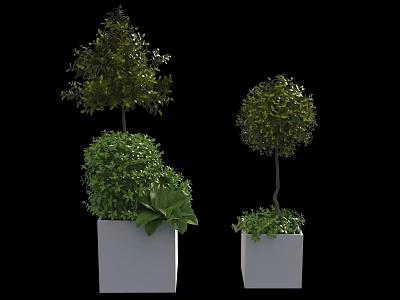 Tall And Round Bonsai Plants In White Square Planters With Lush Foliage 3d model