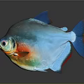 Colorful Tropical Fish with Shiny Iridescent Scales Blue Red Orange Fins on Gray Background Reflection
