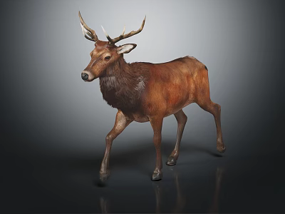 Detailed Brown Deer With Large Antlers Walking On Dark Background Sculpture 3d model