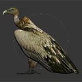 Yellow Headed Vulture Standing With Brown And White Feathers On Dark Reflective Surface
