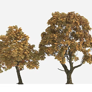 Big Tree Autumn Tree Yellow Leaf Tree 3d model