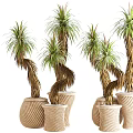 Elegant Bonsai Potted Plants With Curved Trunks Green Leaves And Beige Striped Pots