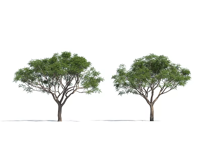 Two Healthy Arbor Trees With Lush Green Foliage And Strong Brown Trunks 3d model