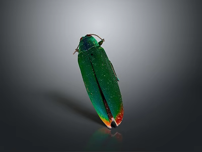 Shiny Metallic Green Beetle With Red Orange Tail Isolated On Gray Background 3d model