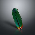 Shiny Metallic Green Beetle With Red Orange Tail Isolated On Gray Background