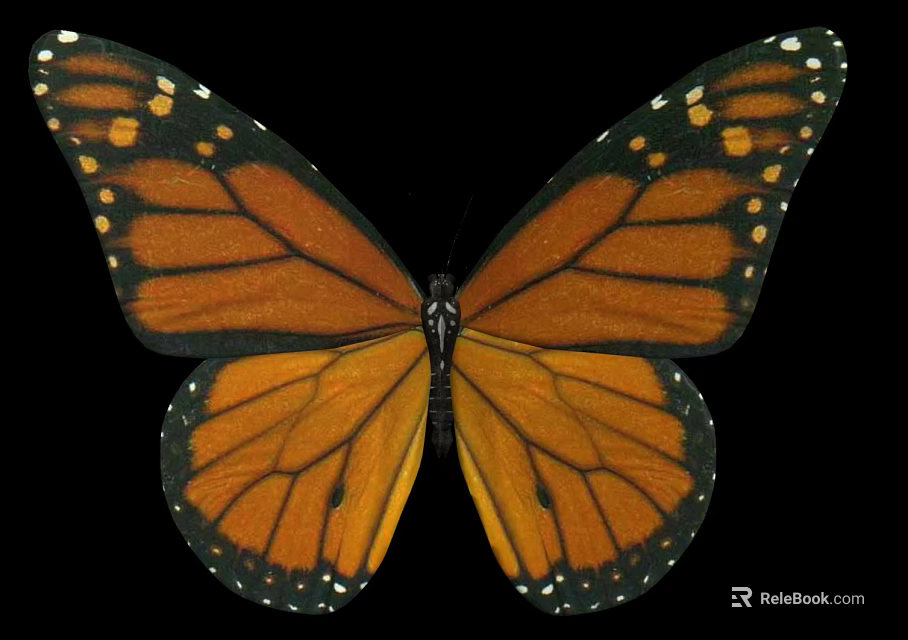 Monarch Butterfly With Vibrant Orange And Black Wings And White Spots On Edges 3d model 