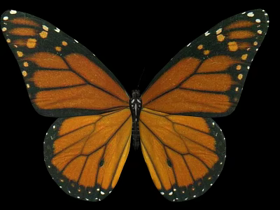 Monarch Butterfly With Vibrant Orange And Black Wings And White Spots On Edges 3d model
