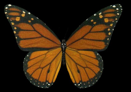 Modern Butterfly Monarch Butterfly 3d model