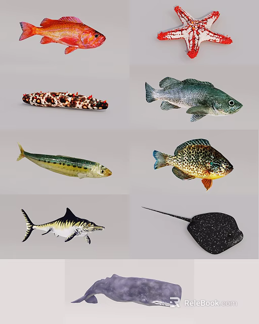 Different Aquatic Animals Including Spotted Eel Perch Mackerel Sunfish Shark And Ray 3d model 