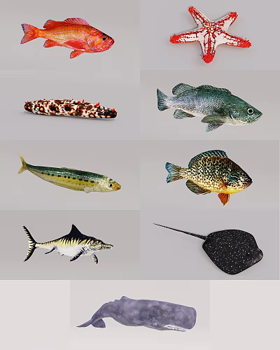 Different Aquatic Animals Including Spotted Eel Perch Mackerel Sunfish Shark And Ray 3d model