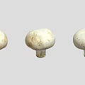 Three White Mushroom Plants with Smooth Caps and Short Stems on Light Background