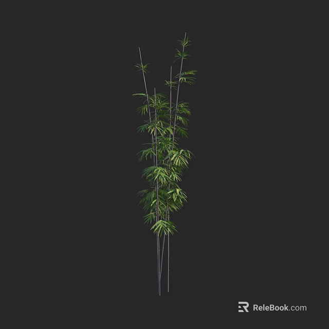 Tall Bamboo Plant with Green Leaves and Slender Stems in Natural View 3d model 