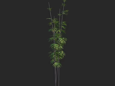 Tall Bamboo Plant with Green Leaves and Slender Stems in Natural View 3d model