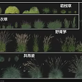 Different Types of Garden Grasses Including Hakone Grass Lavender Wild Bluegrass and Wild Oat