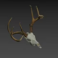 Natural Deer Skull With Antlers For Rustic Home Decoration 3d model
