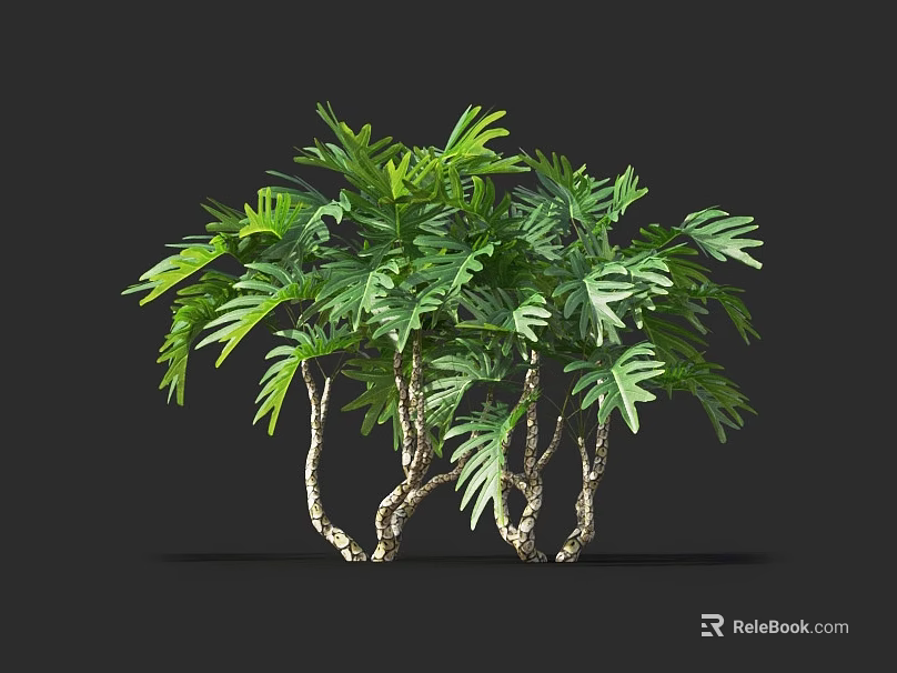 Lush Green Plant With Multiple Trunks And Leafy Foliage On Black Background 3d model