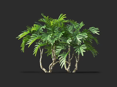 Lush Green Plant With Multiple Trunks And Leafy Foliage On Black Background 3d model