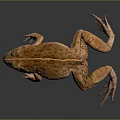 Frog Poison Frog Game Frog Reptile Cold Blooded Animal Reptile 3d model