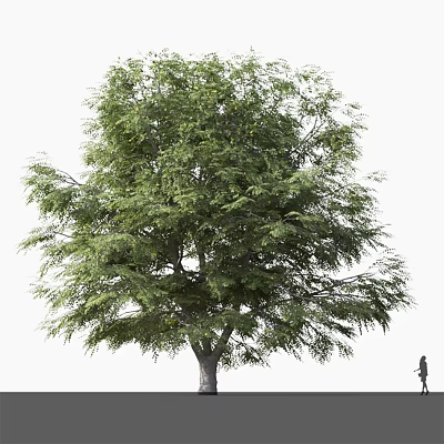 Tall Arbor With Lush Green Foliage And Strong Trunk In Outdoor Space 3d model