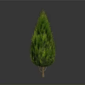 Isolated Green Evergreen Tree With Conical Canopy And Slender Trunk On White Background