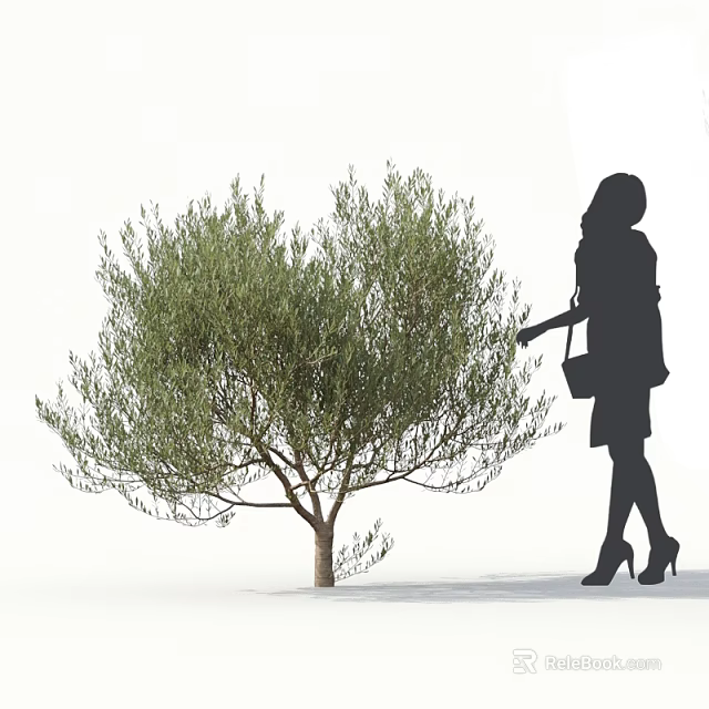 Lush Olive Tree With Female Silhouette Standing Beside In White Background 3d model 
