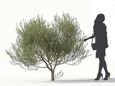 Lush Olive Tree With Female Silhouette Standing Beside In White Background 3d model