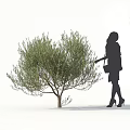 Lush Olive Tree With Female Silhouette Standing Beside In White Background