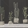 Cactus Potted Plants With White Geometric Planters And Metal Stands Against Dark Striped Wall