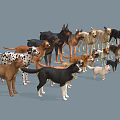 Various Dog Breeds Standing Together In Group Against Gray Background