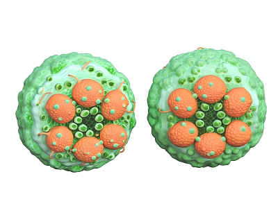 Two Green Spheres With Internal Orange Components And Small Green Dots 3d model