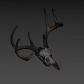 Natural Deer Skull With Antlers For Rustic Home Decoration 3d model
