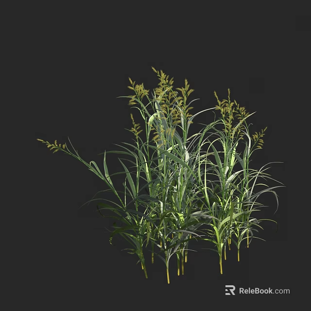 Green Grass Plants With Slender Leaves And Yellow Spikes On Black Background 3d model 