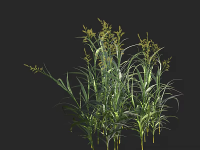Green Grass Plants With Slender Leaves And Yellow Spikes On Black Background 3d model