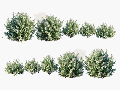 Lush Green Shrubs Of Various Sizes With Natural Foliage And Growth Forms 3d model