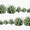 Lush Green Shrubs Of Various Sizes With Natural Foliage And Growth Forms