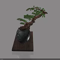 Artistic Pine Bonsai Tree in Stone Pot on Wooden Stand with White Background