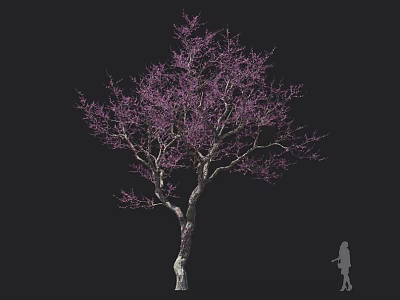 Tree with Purple Blossoms and Slender Branches Against Dark Backdrop with Human Silhouette for Scale 3d model