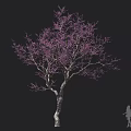 Tree with Purple Blossoms and Slender Branches Against Dark Backdrop with Human Silhouette for Scale