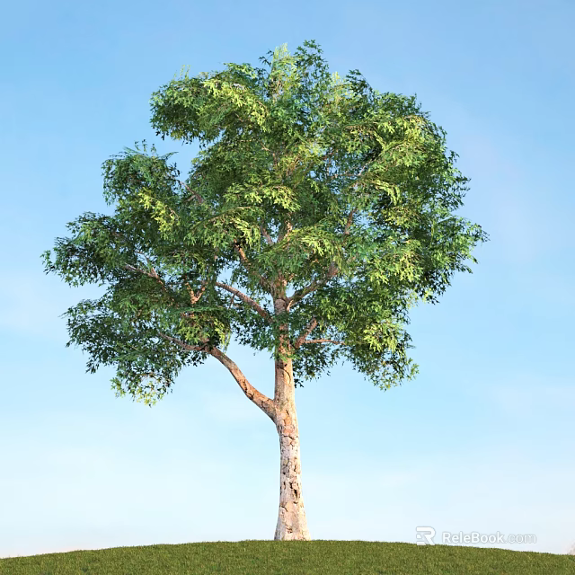 Tall Arbor Tree with Lush Green Foliage and Brown Trunk Against Blue Sky 3d model 