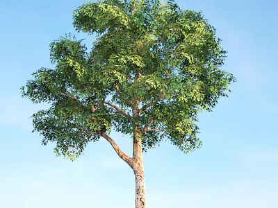 Tall Arbor Tree with Lush Green Foliage and Brown Trunk Against Blue Sky 3d model