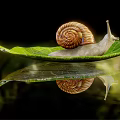 Reptile Resting On Green Leaf With Calm Water Reflection In Natural Habitat