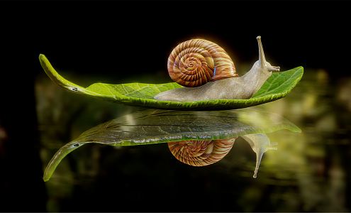 Modern snails in water 3d model