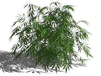 Bamboo 3d model