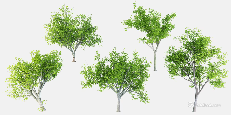Various Arbor Trees With Green Foliage And Diverse Natural Growth Forms 3d model