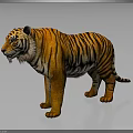 3D Tiger Model With Orange Black Stripes And Gray Background In Standing Pose 3d model