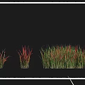 Various Grasses And Herbs Collection Featuring Bath Grass Japanese Blood Grass And Wuje Mang